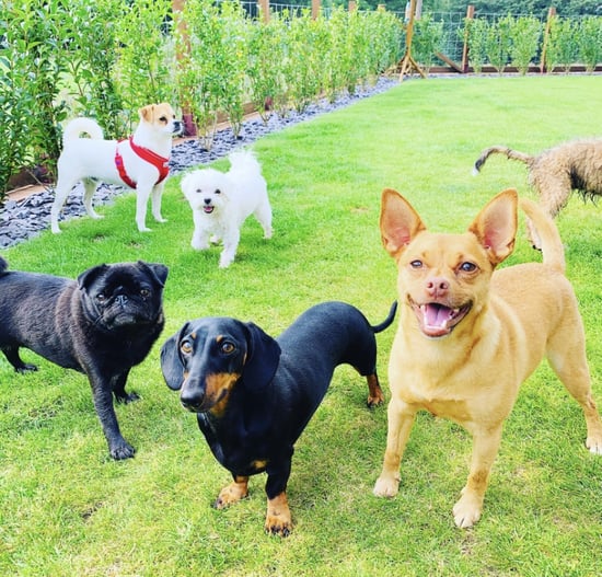 small dogs breeds at Dinky Dogz dog daycare and boarding