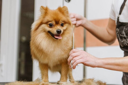 Pet Calming Techniques for Groomers