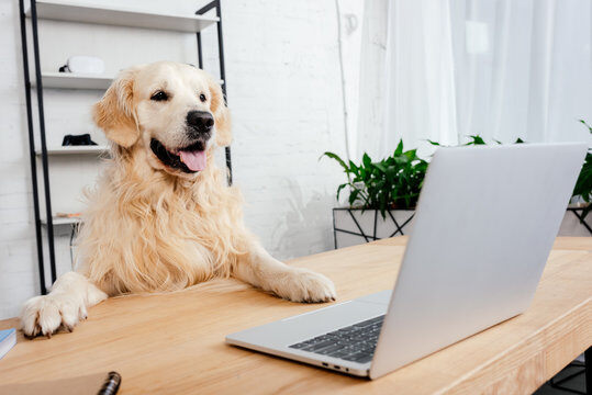 Revolutionizing Pet Care with Revelation Pets' Integration Features