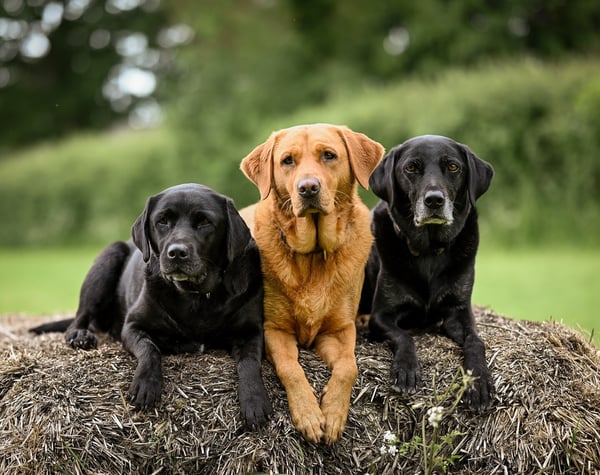 All Aboard! Calling all Paw-sengers for Luca's Doggy Daycare and Grooming