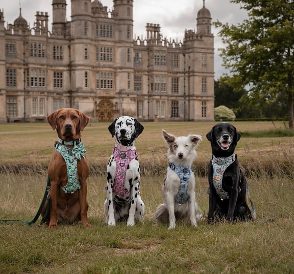 All Aboard! Calling all Paw-sengers for Luca's Doggy Daycare and Grooming