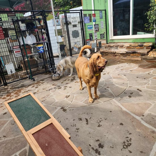 Sutton Place Pet Boarding