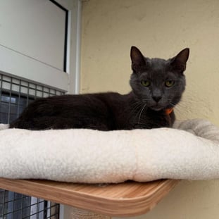 Herongate Village Cattery