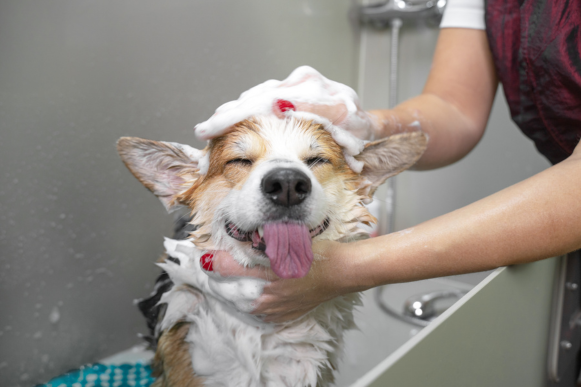 A person bathes a corgi.