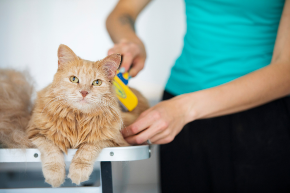 A person brushes a cat.