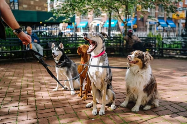 Unleashing Success: Advertising Tips for New Pet Businesses with Revelation Pets