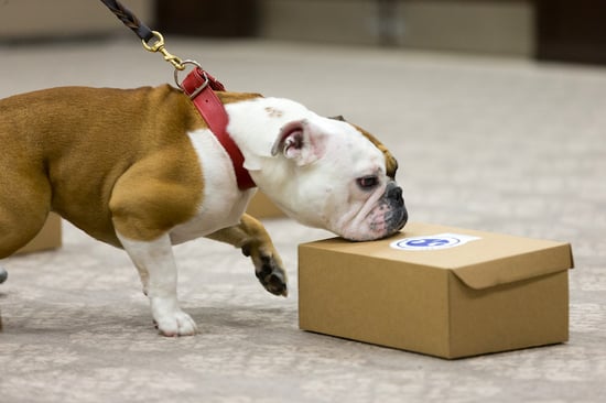 Enrichment Methods for Dogs