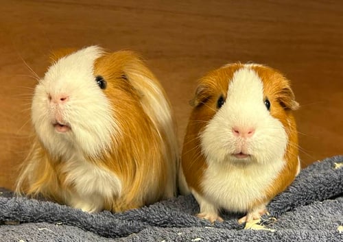 Empowering Small Pet Care: A Revelation of Success for Ashtead Pet Boarding and Guinea Pig Rescue