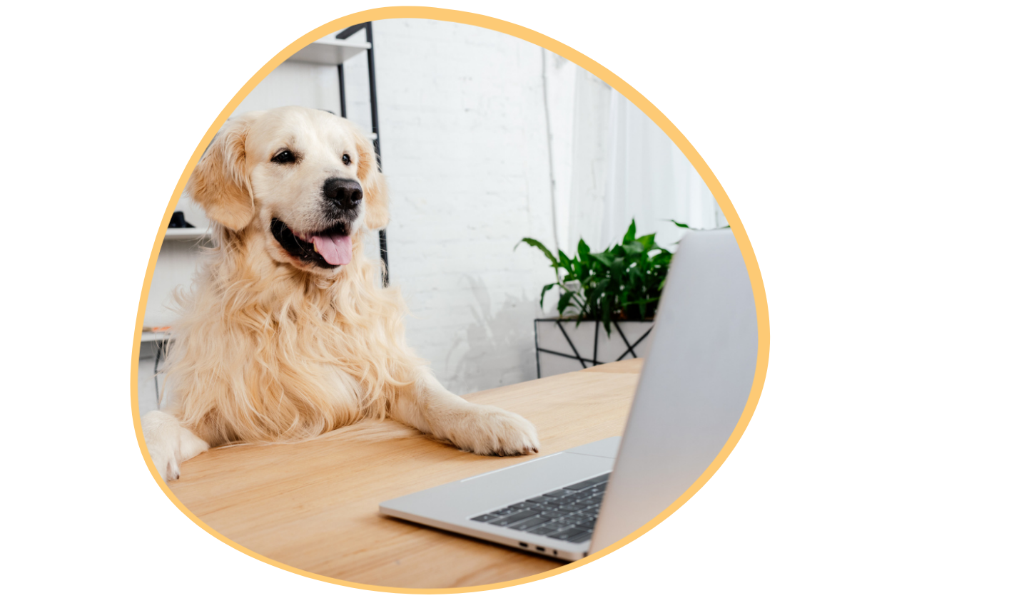 Revelation Pets PetCare Software