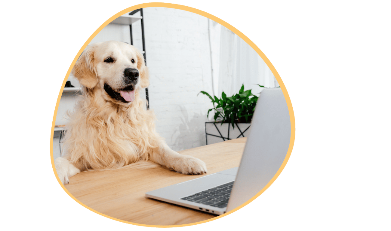 How do you implement dog daycare software?