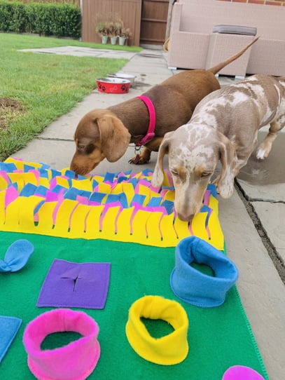 dogs with an enrichment activity