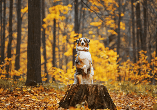 Enrichment Methods for Dogs