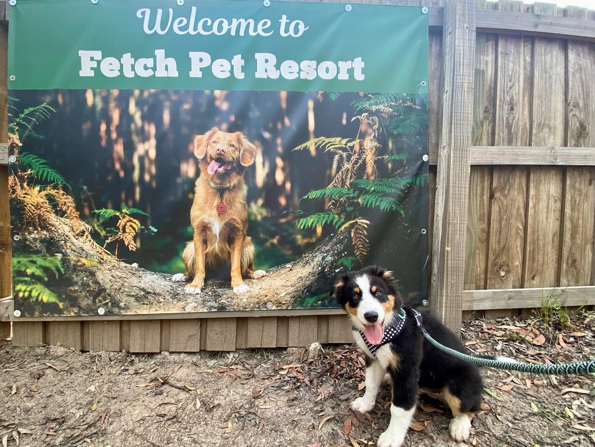 Fetch Pet Resort Gets Everyone’s Tails Wagging!