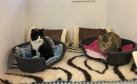 Fingland Pet Hotel