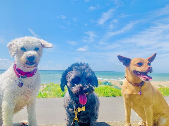 small breed dogs at Dinky Dogz Ltd