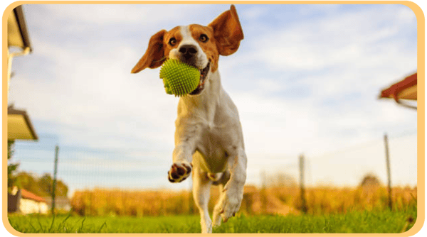 5 Creative Promotional Strategies for Your Dog Boarding Business
