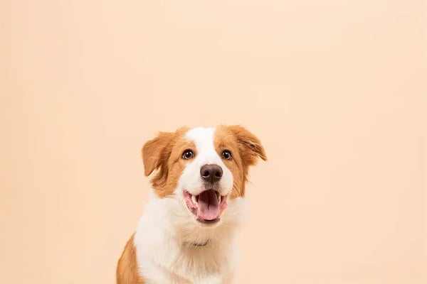 How to Set Your Pet-Care Business Apart: Tips for Branding and Differentiation