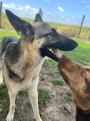 Tail-Wagging Bliss: Dog House Lodge's Journey with Revelation Pets