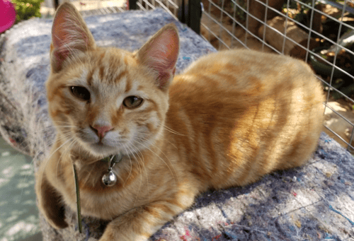 Purr-fect Partnership: How Revelation Pets Transformed The Happy Cat Boarding Cattery