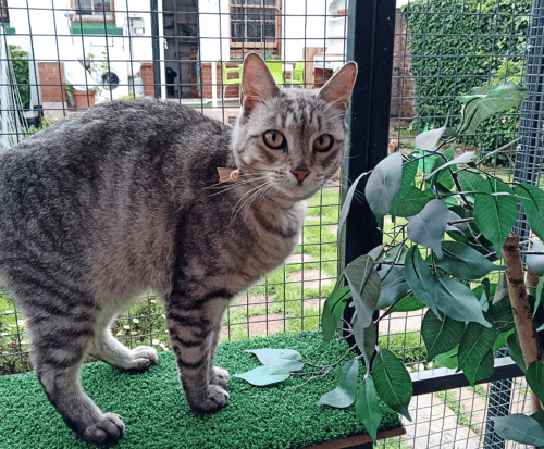 Purr-fect Partnership: How Revelation Pets Transformed The Happy Cat Boarding Cattery