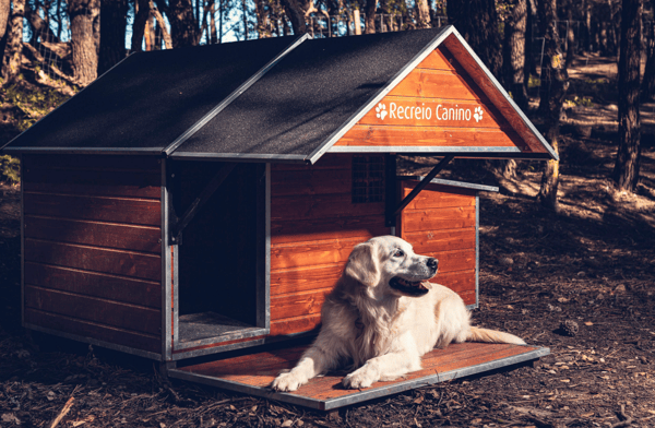Recreio Canino's Bark-tastic Tale with Revelation Pets