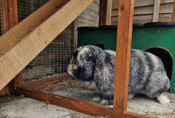 Hop-timizing Hare-raising Hospitality: Revelation Pets at The Warren