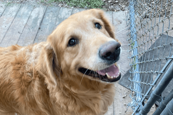 Elevating Sleepy Hollow Boarding and Grooming with Revelation Pets: A Transformative Experience