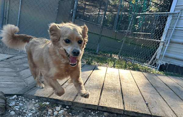Elevating Sleepy Hollow Boarding and Grooming with Revelation Pets: A Transformative Experience