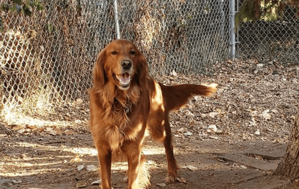 Sturgeon County Kennels Thrives with Revelation Pets