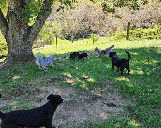 Sutton Place Pet Boarding