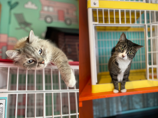 SoHoCats Luxury Feline Hotel
