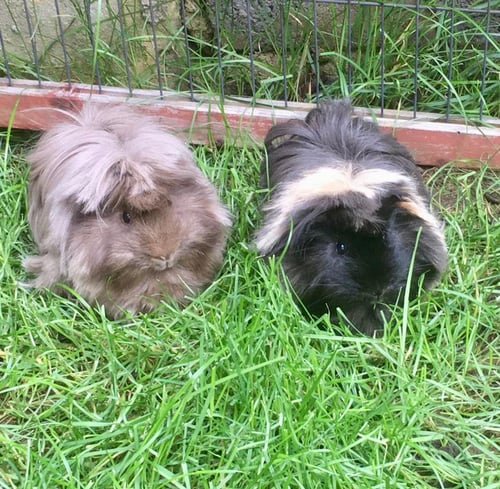 Empowering Small Pet Care: A Revelation of Success for Ashtead Pet Boarding and Guinea Pig Rescue