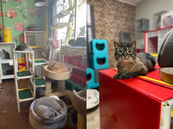 SoHoCats Luxury Feline Hotel