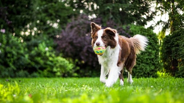 Transform Pet-Care Communication with Revelation Pets