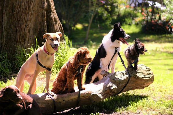 The Pawsitive Impact of Revelation Pets on Snuggles Pet Resort