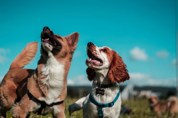 Transform Pet-Care Communication with Revelation Pets