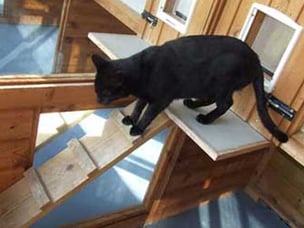 Broome Manor Cattery 