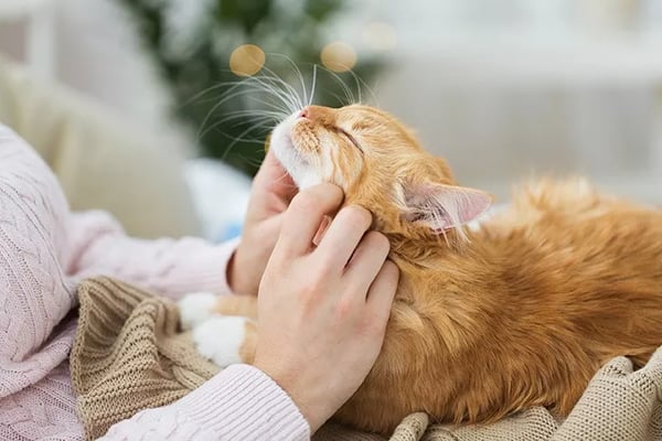 Enhancing Pet Care: The Impact of Revelation Pets on Stone House Cattery