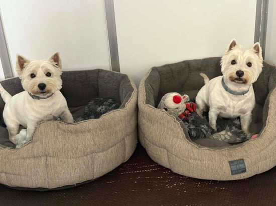 dogs in beds at Classic Kennels