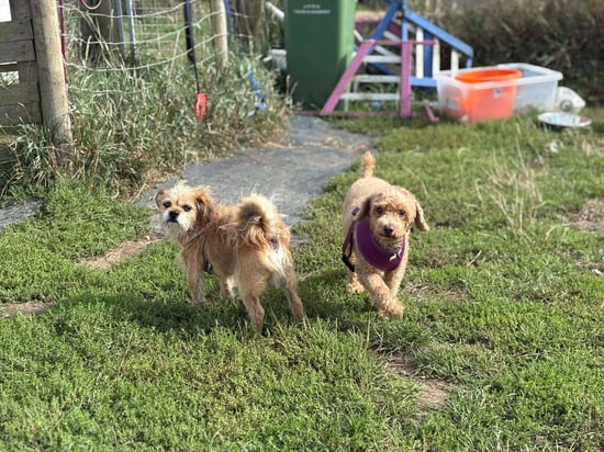 classic kennels dogs