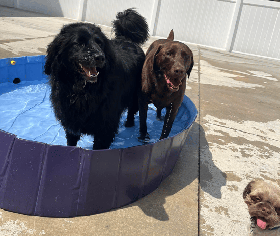 dogs playing outside in in a pool at Clippin House