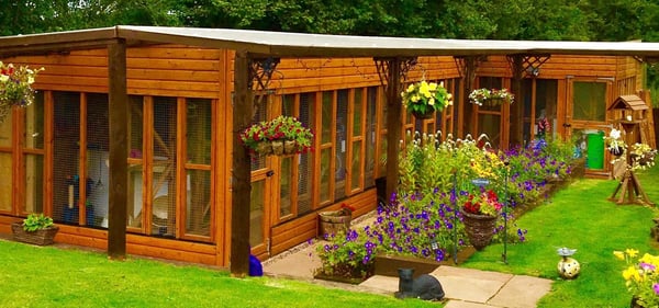 Enhancing Pet Care: The Impact of Revelation Pets on Stone House Cattery