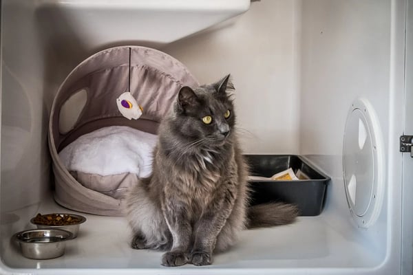Whiskers & Paws Luxury Cat Resort: A Revelation Purr-fect Tale of Success
