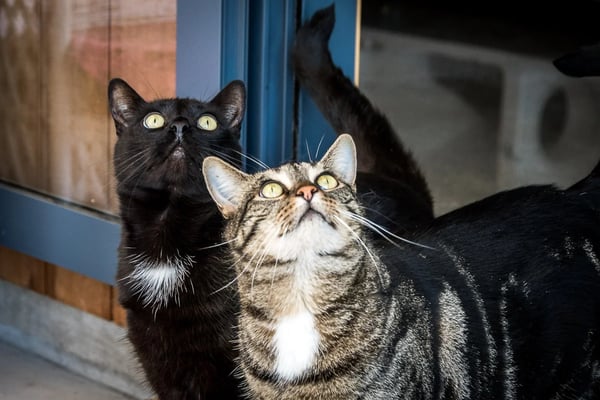 Whiskers & Paws Luxury Cat Resort: A Revelation Purr-fect Tale of Success