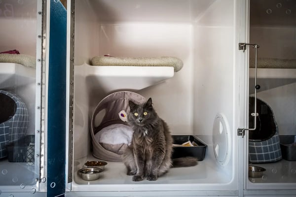 Whiskers & Paws Luxury Cat Resort: A Revelation Purr-fect Tale of Success