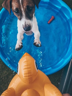 Dog Playground Equipment, Puppy