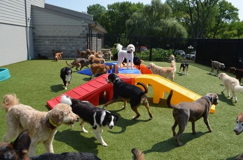 Modular dog daycare playground equipment is easy to configure for your unique space.