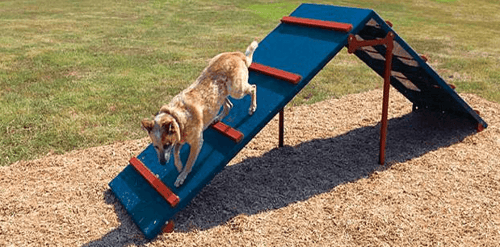 dog daycare playground equipment