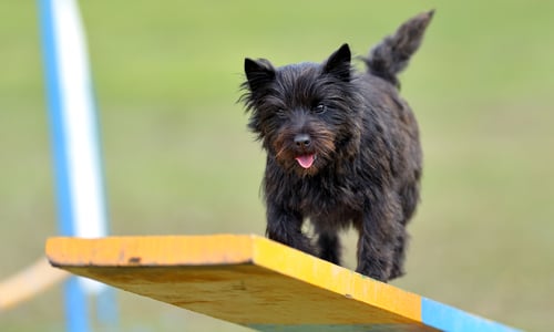 dog daycare playground equipment