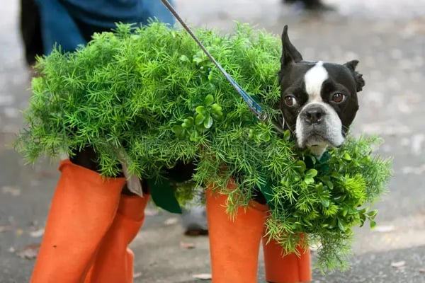 Seasonal Marketing Ideas for Pet-Care Businesses: Engage Clients Year-Round